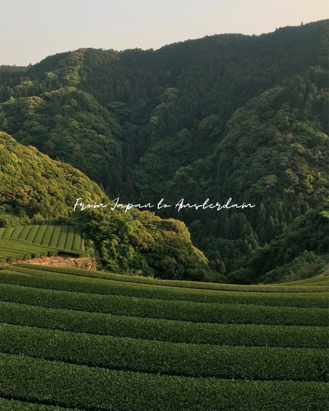 Mr. Jones Ceremonial Grade Matcha